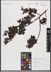 Foto von Salix L.